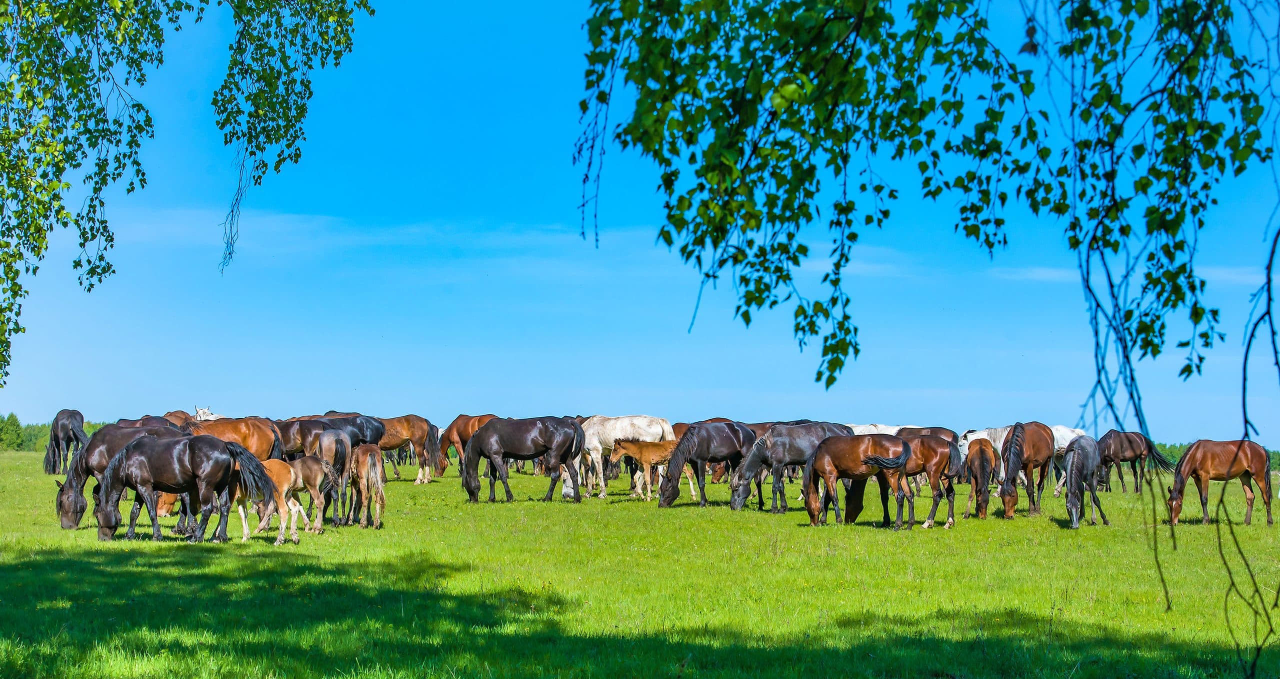 Horses grazing under a bright blue sky