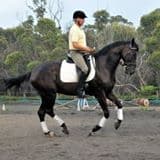 0485: Peter Turner LC - "Always Consider Your Horse, Make Sure They Are Always Happy (Listeners' Choice)" cover art