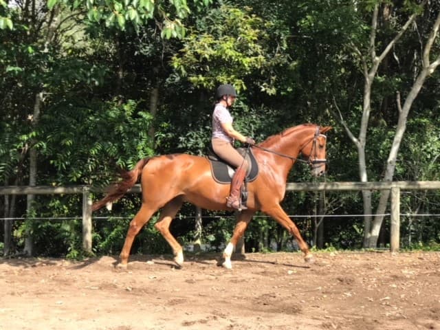 0244: Cathy Binz - Children with Autism Can Move From A Very Stressed State To A Peaceful State When Working with Horses cover art
