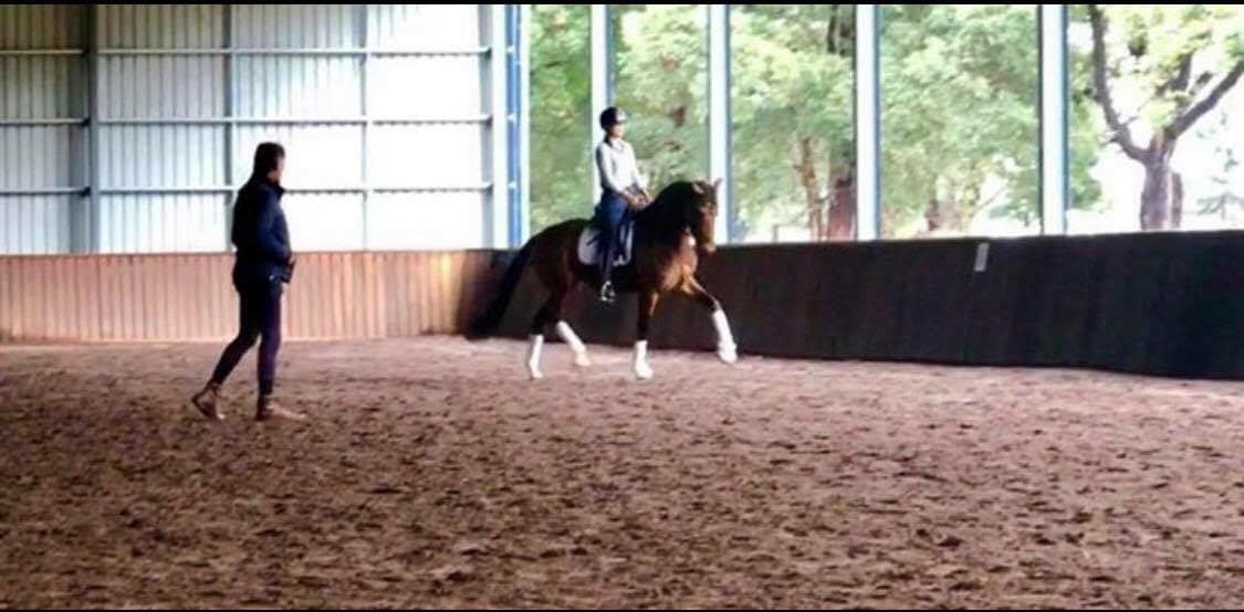 0295: Peter Shaw LC - Happy Horses Going Forward, Dressage Is An Art cover art