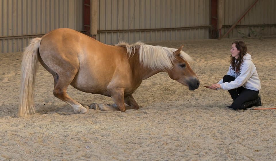 0455: Lucy Chester - Giving Horses The Freedom To Choose Through Liberty cover art