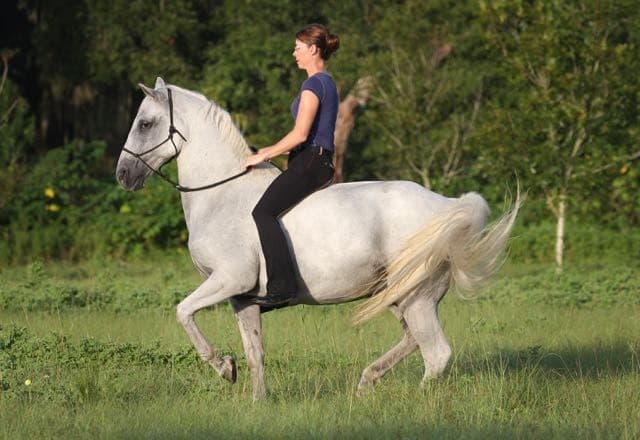 0255: Karen Rohlf  - Combining Classical Dressage and Natural Horsemanship to Produce 'Dressage Naturally' cover art