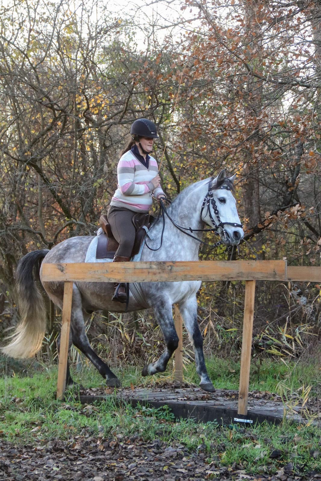 0762: Liz Roos - Southern Cross Equestrian Art cover art