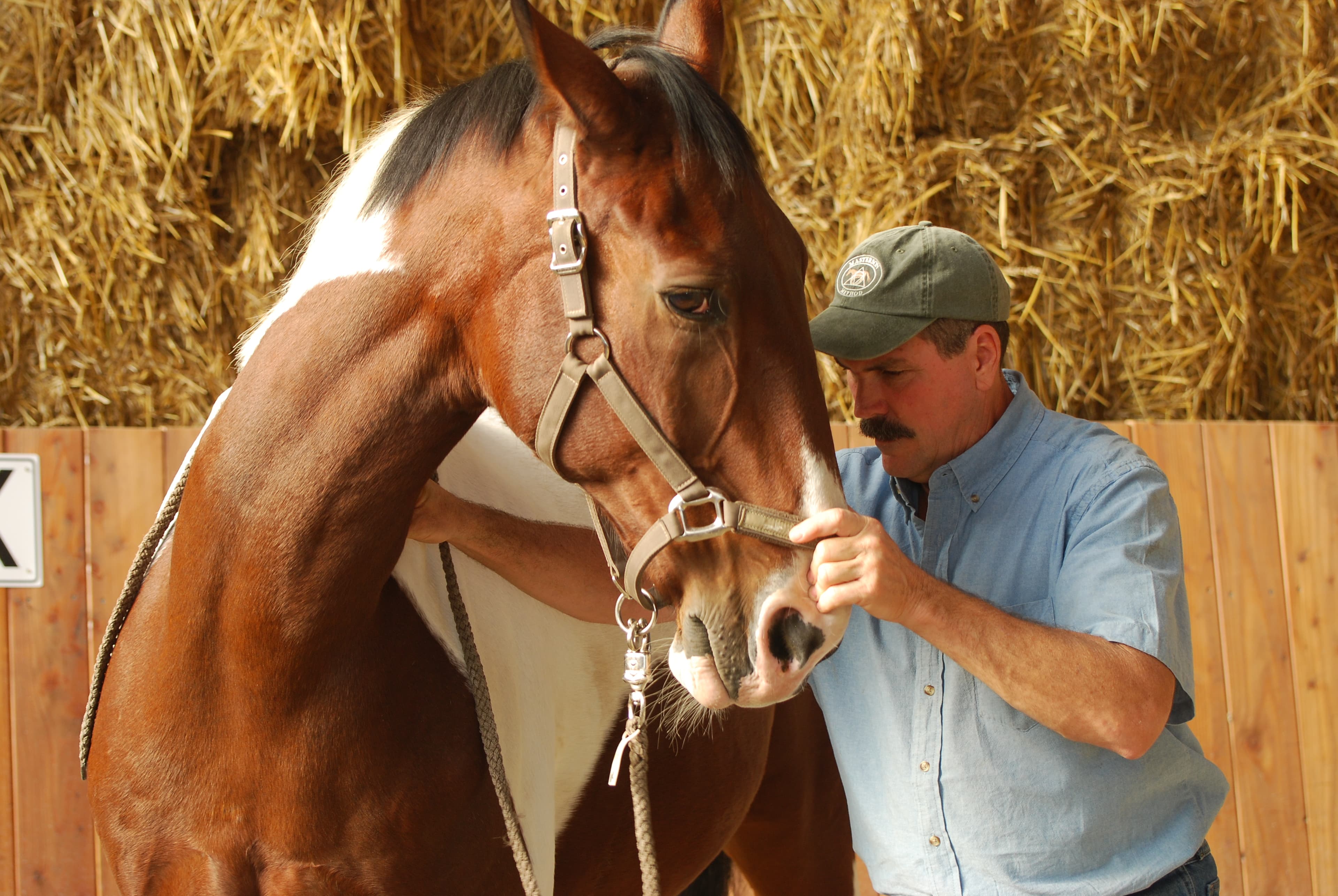 0367: Jim Masterson - Masterson Method for Equine Massage and Body Work Therapy cover art