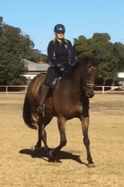 0262: Rena Figueredo (Williams) - Horses Are a Wonderful Therapy For People Who Live a Stressful Life cover art